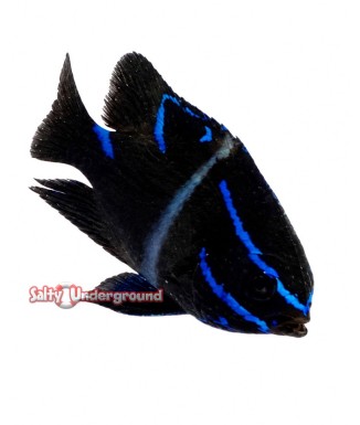 Salty Underground: Blue Velvet Damsel  (Neoglyphidodon oxyodon)