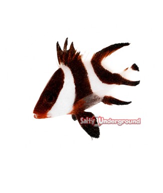 Salty Underground: Emperor Snapper (Lutjanus sebae)