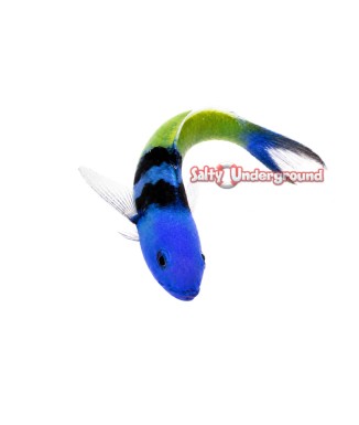 Salty Underground: Blue Head Wrasse (Thalassoma bifasciatum) Juvenile