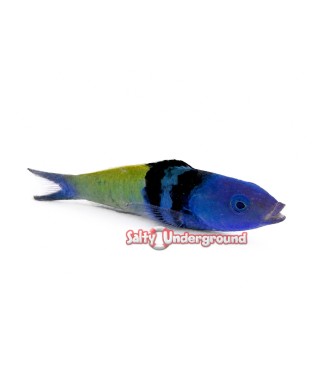 Salty Underground: Blue Head Wrasse (Thalassoma bifasciatum) Juvenile