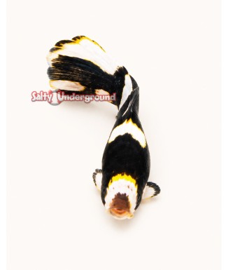 Salty Underground: Oriental Sweetlips  (Plectorhinchus orientalis)