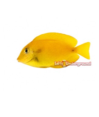 Orange Shoulder Tang  -Small Yellow Juvenile (Acanthurus olivaceus)