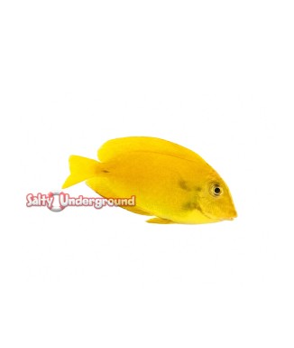 Salty Underground: Orange Shoulder Tang  -Yellow Juvenile (Acanthurus olivaceus)