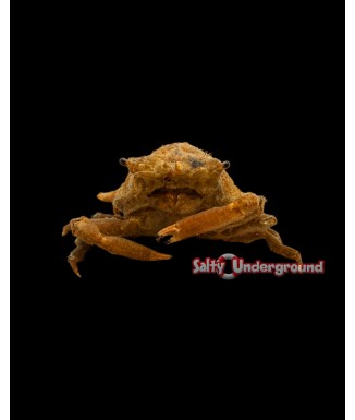 Salty Underground: Orange Decorator Crab