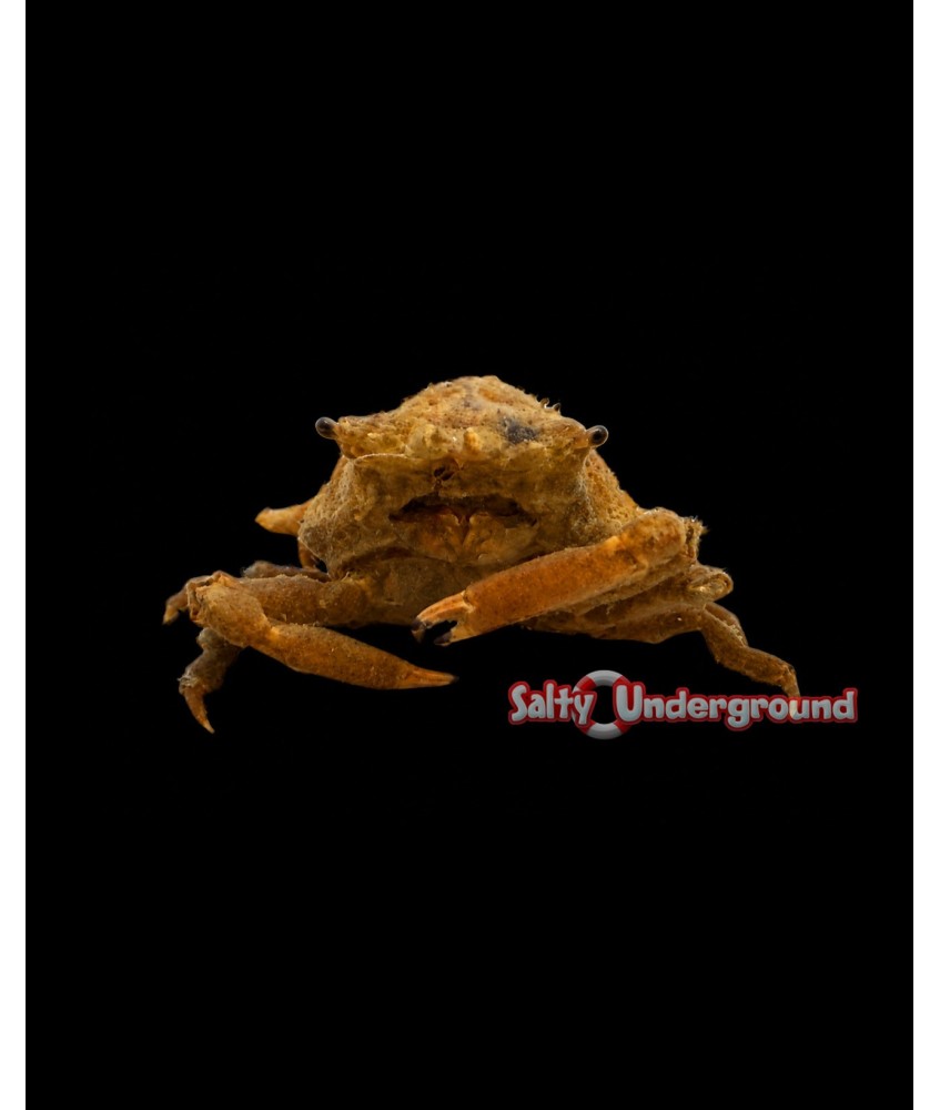Salty Underground: Orange Decorator Crab