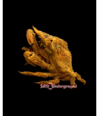 Salty Underground: Orange Decorator Crab