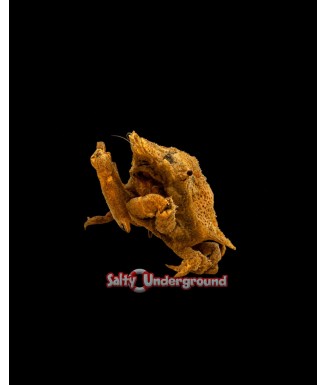 Salty Underground: Orange Decorator Crab