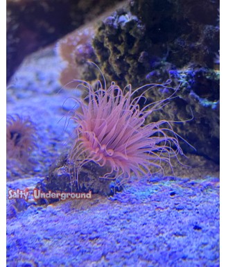Salty Underground: Orange Tube Anemone