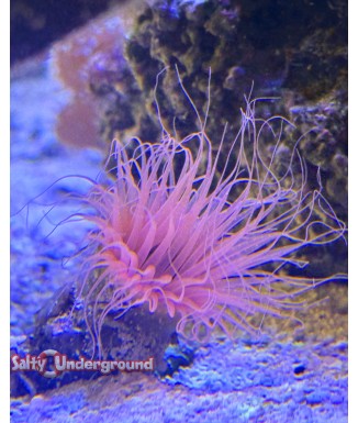Salty Underground: Orange Tube Anemone