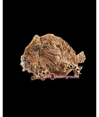 Salty Underground: Fishing Frogfish (Antennarius Hispidus)