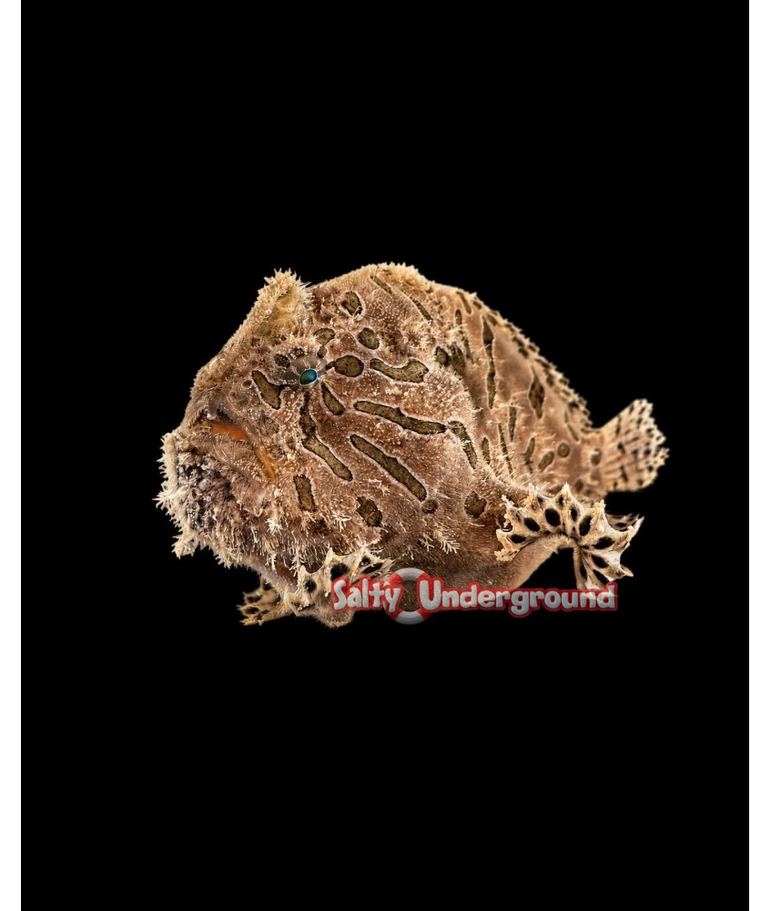 Salty Underground: Fishing Frogfish (Antennarius Hispidus)