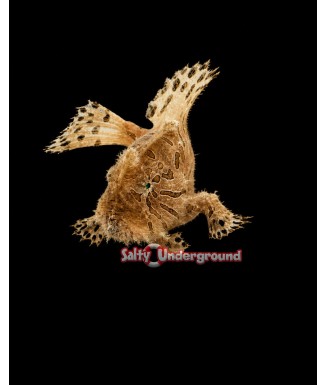 Salty Underground: Fishing Frogfish (Antennarius Hispidus)