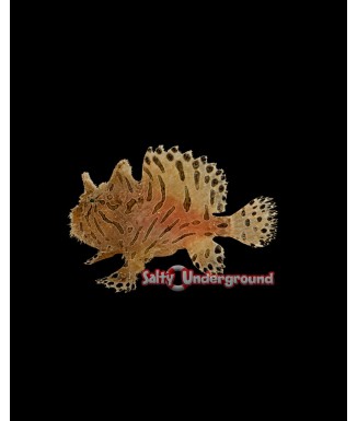 Salty Underground: Fishing Frogfish (Antennarius Hispidus)
