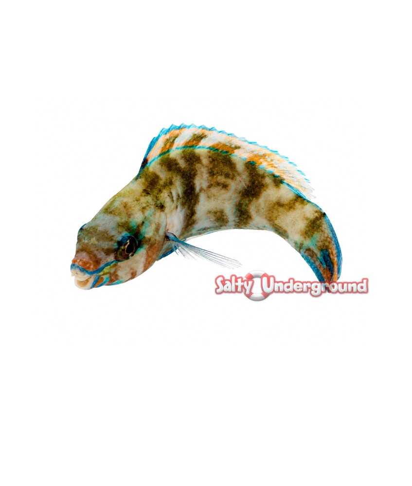 Salty Underground: Quoyi Parrotfish (Scarus quoyi)