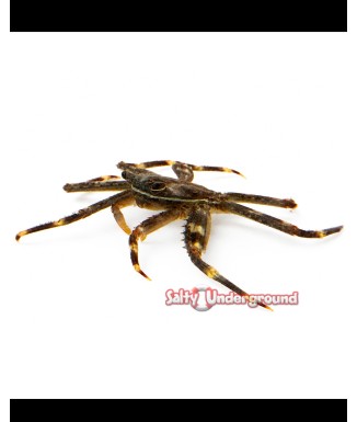Salty Underground: Sallylight Foot Crab Percnon gibessi