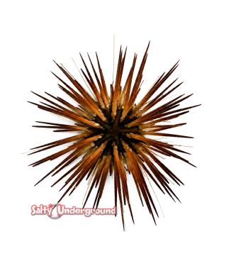 Salty Underground: Pink Reef Urchin (Echinometra sp.)