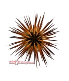 Salty Underground: Pink Reef Urchin (Echinometra sp.)
