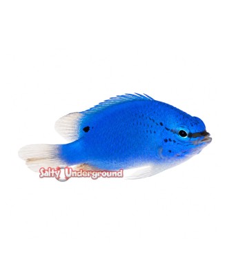 Salty Underground: Sapphire Damsel