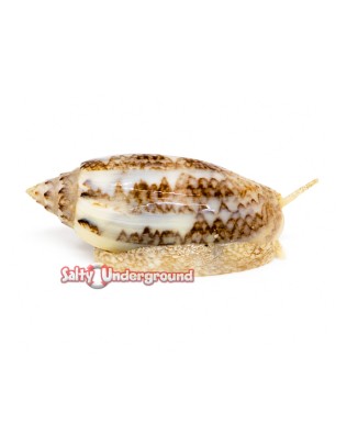 Salty Underground:  Olive Snail