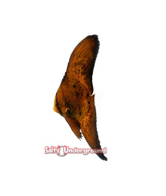 Salty Underground: Orbiculate Batfish
