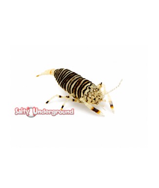 Salty Underground: Bumble Bee Shrimp