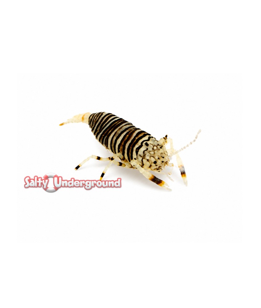 Salty Underground: Bumble Bee Shrimp
