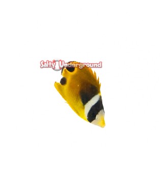 Salty Underground: Raccoon Butterflyfish (Chaetodon lunula)