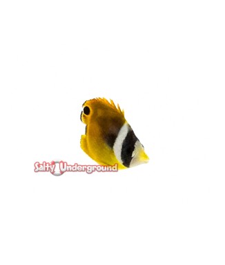 Salty Underground: Raccoon Butterflyfish (Chaetodon lunula)