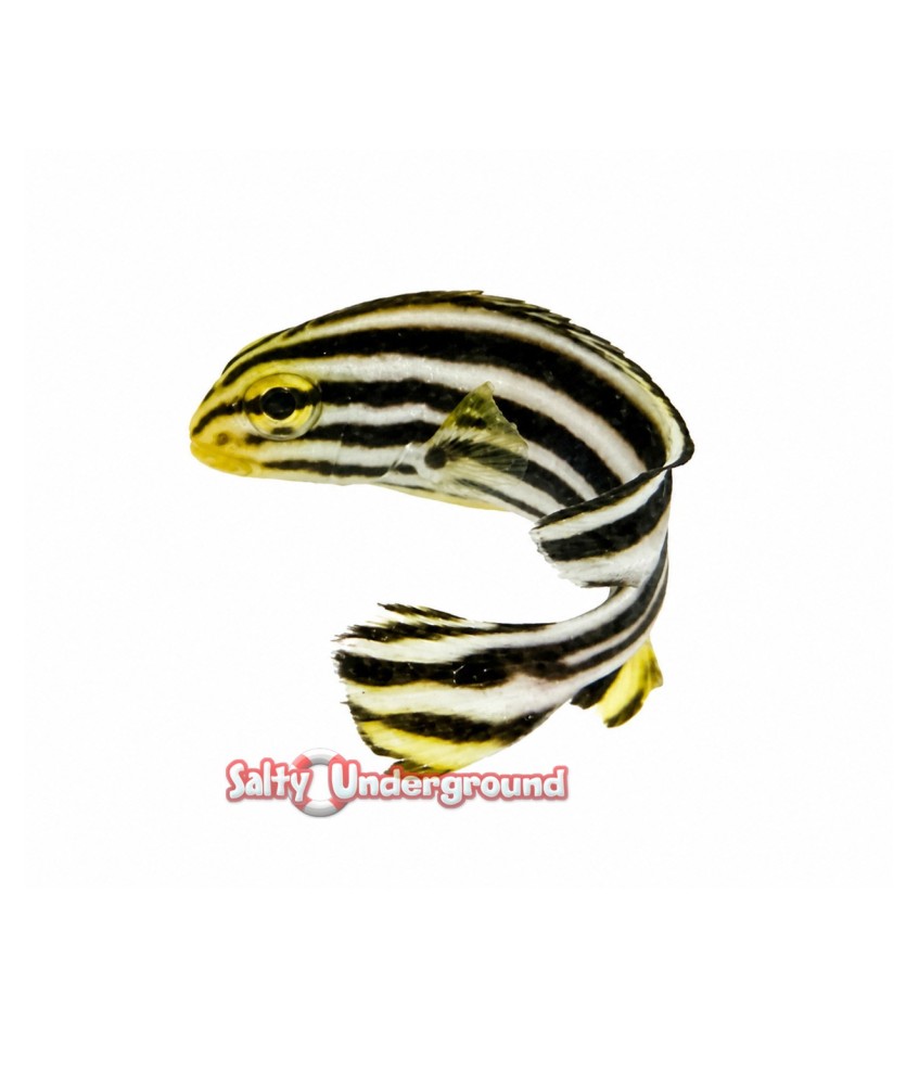 Salty Underground: Yellow Line Sweetlips  (Plectorhinchus Diagrammus)