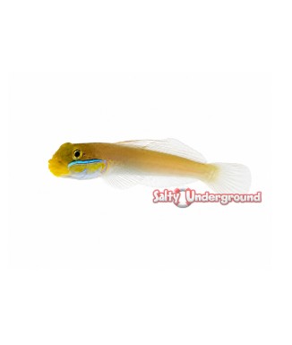 Salty Underground: Gold Head Sleeper Goby (Valenciennea strigata)