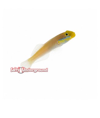 Salty Underground: Gold Head Sleeper Goby (Valenciennea strigata)