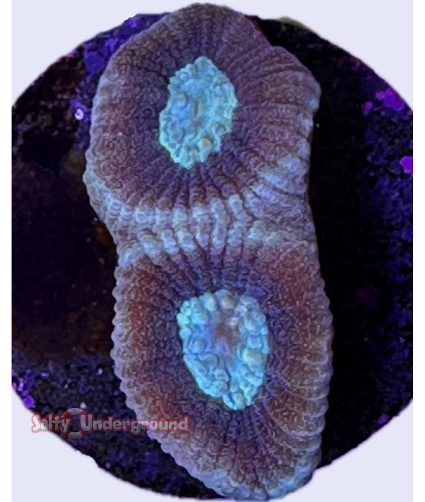 Salty Underground: Aqua/Brown Favia Coral