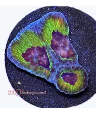Salty Underground: Plum Delight Mycedium Chalice coral