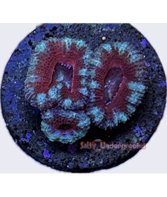 Salty Underground: Peppermint Acan coral