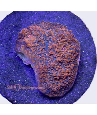 Salty Underground: Cherry Chalice coral