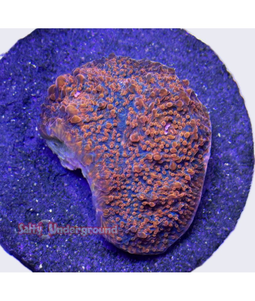 Salty Underground: Cherry Chalice coral