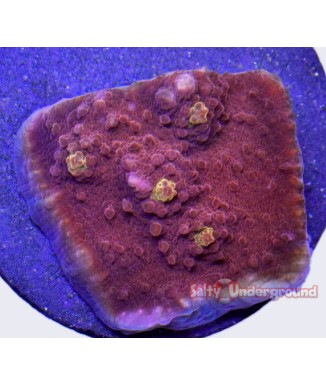 Golden Eye Mycedium Chalice coral (Oxypora sp.)