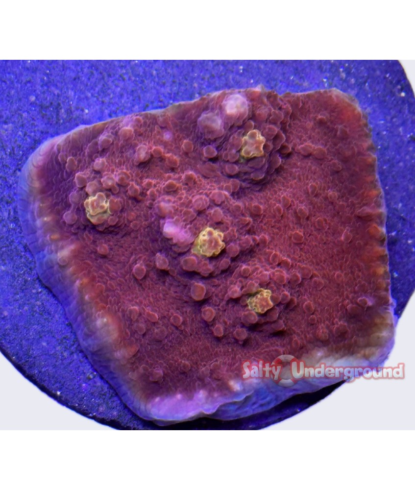 Golden Eye Mycedium Chalice coral (Oxypora sp.)