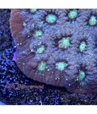 Salty Underground: Metallic Green Favites coral