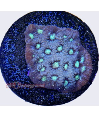 Metallic Green Favites coral