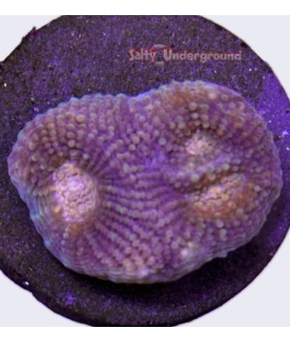 Salty Underground: Lavender Favia Coral