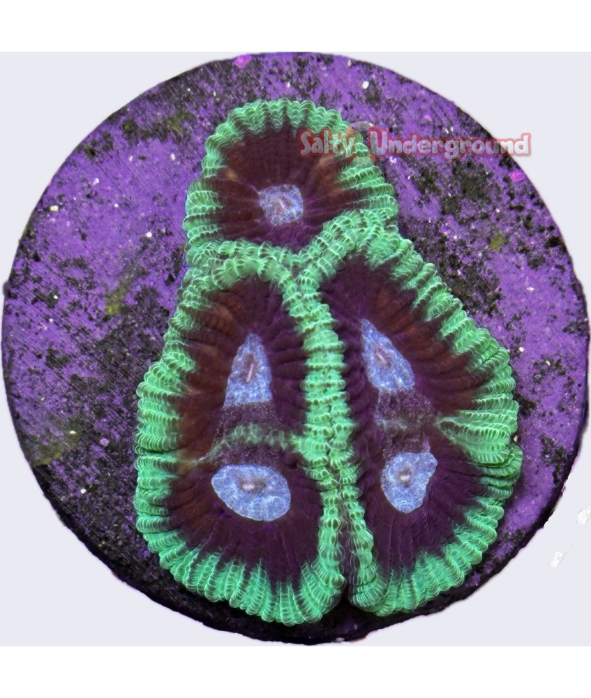 Salty Underground: Green Rim Favia Coral