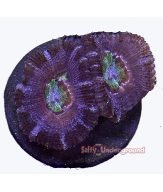 Salty Underground: Green Eye Purple Acan Coral