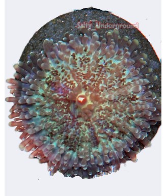 Salty Underground: Aqua Purple Rhodactis Mushroom Coral