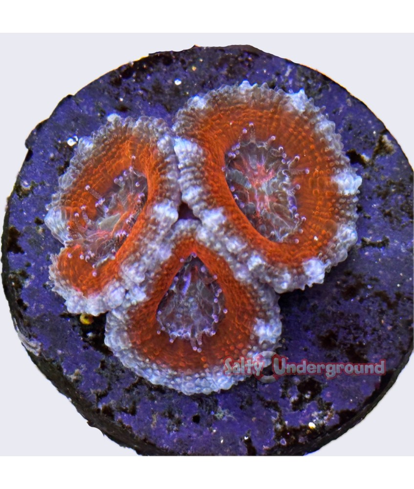Salty Underground: Tangerine Acan