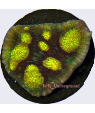 Salty Underground: Iridescent Yellow Eye Mycedium Chalice coral