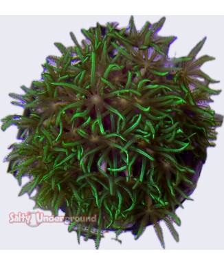 Salty Underground: Green Clove Polyp