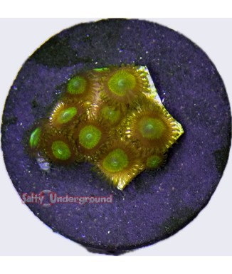 Salty Underground: Green Apple Zoanthid coral