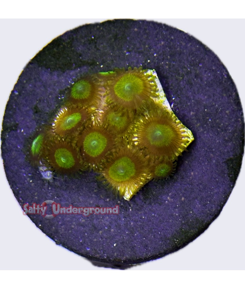 Salty Underground: Green Apple Zoanthid coral