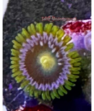 Purple Monster Zoanthid coral clseup